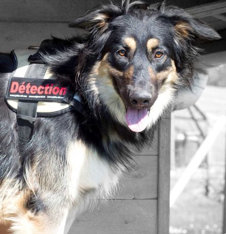 detection des punaises de lit par chien renifleur